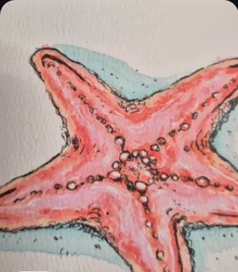 Coloured pencil drawing of a starfish