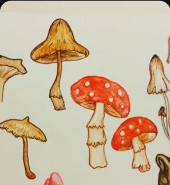 Watercolour study of mushrooms