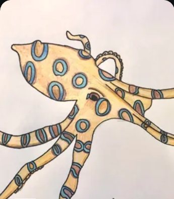 Ink and colour drawing of an octopus