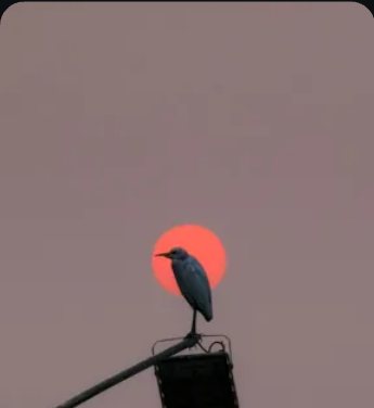 Bird perched in front of a red sun