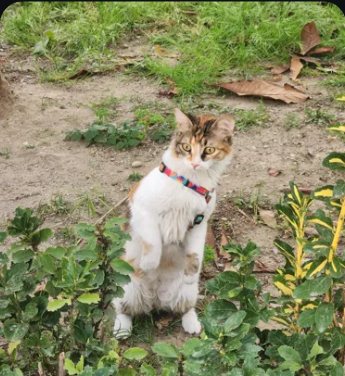 Cat sitting in a garden