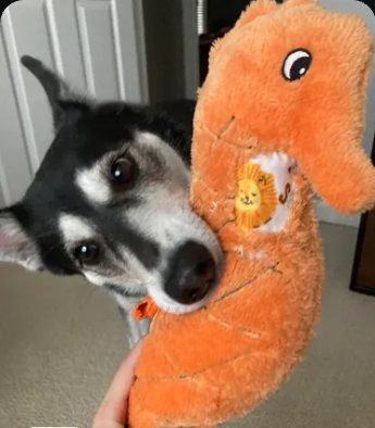 Dog holding an orange plush toy