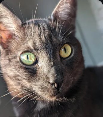 Close-up of a black cat with green eyes