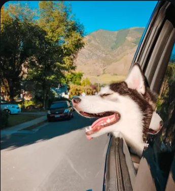 Husky leaning out of a car window