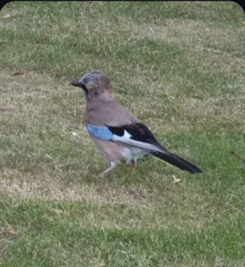 Jay on a lawn