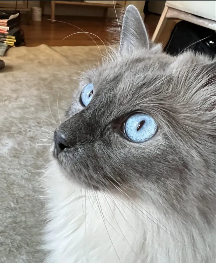 Grey cat with blue eyes looking up, posted to the Pet Life topic