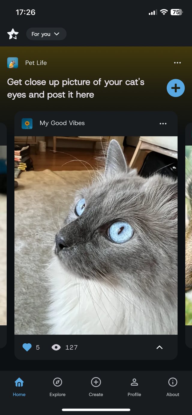 Liora Social feed showing the Pet Life topic and a photo of a cat
